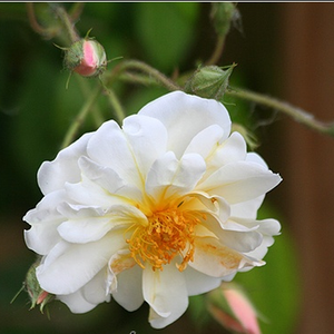 Poзa Лайккефунд - белая - Вьющаяся плетистая роза (рамблер)